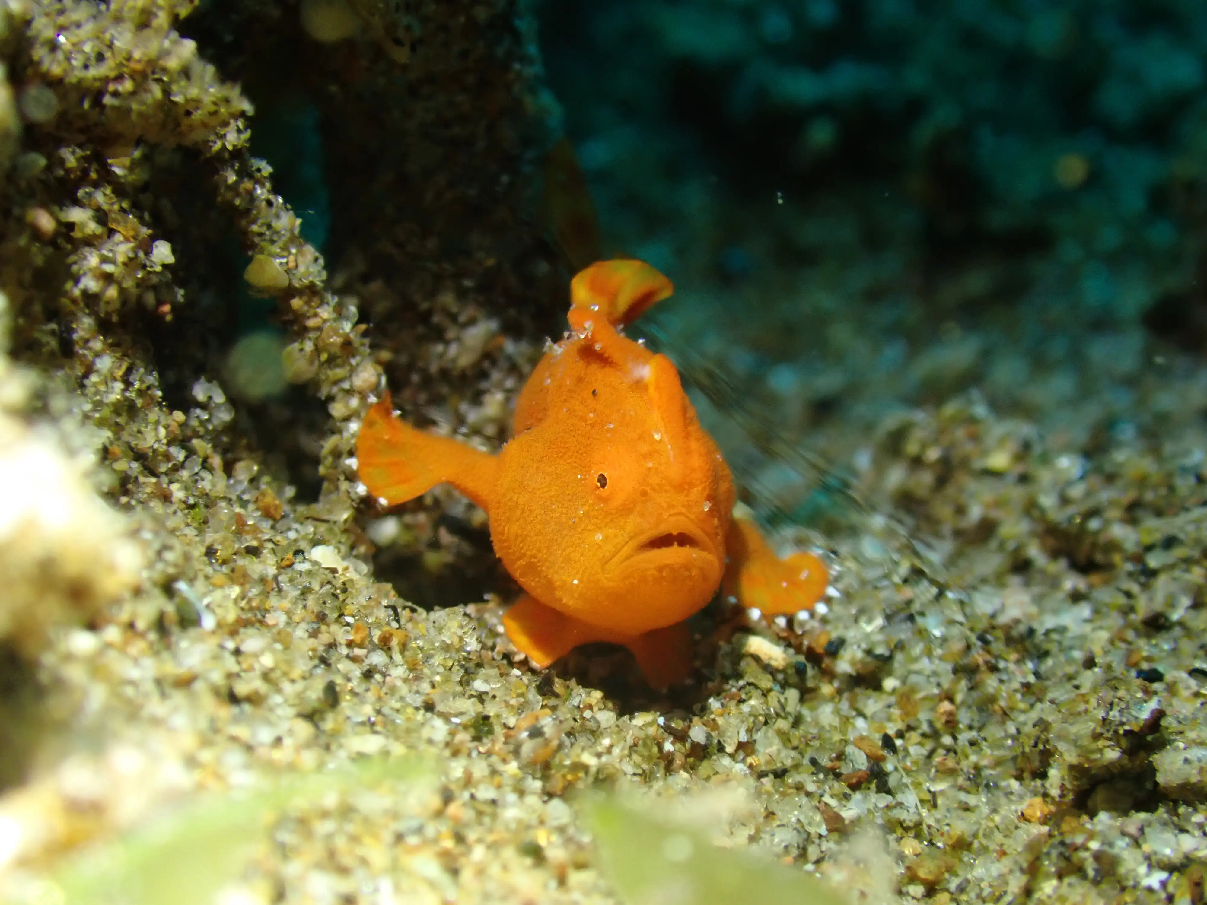 Painted frogfish - San Miguel - 18m
